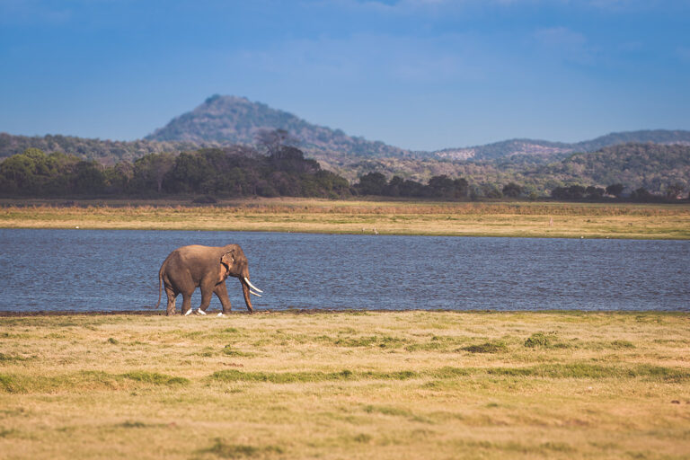 An elephant walks along a lake shore in Kalpitya