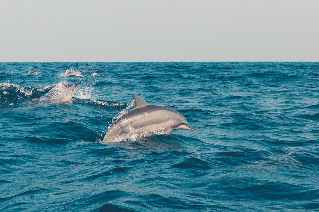 dolphins jumping in the ocean